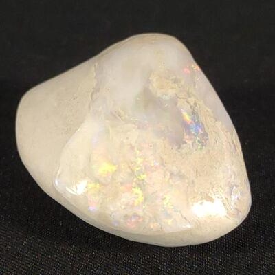 Opalized Clam Shell Fossil