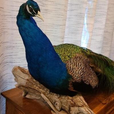 Stuffed peacock mount
