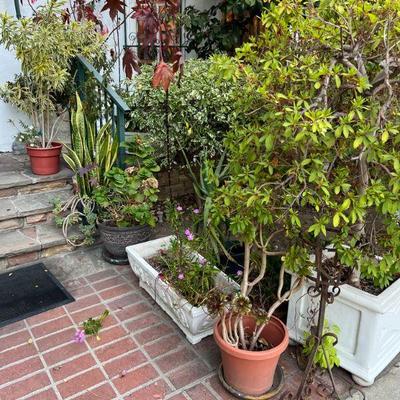 potted plants