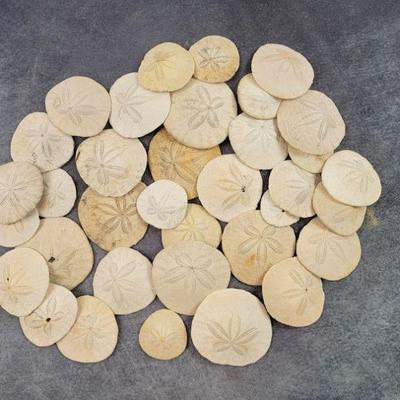 sand dollars