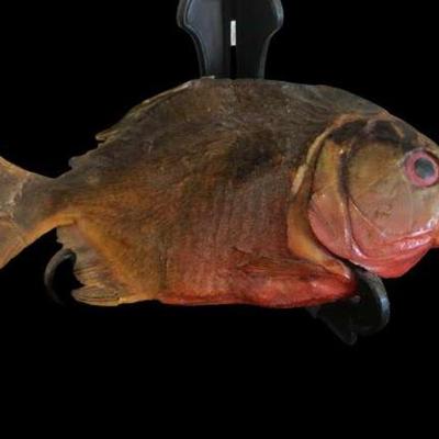 LINK TO ONLINE AUCTION
https://ctbids.com/estate-sales/fort-collins-co