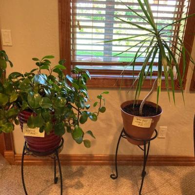 Health plants with stands