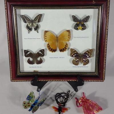 Framed Butterfly Entomology Specimens & More