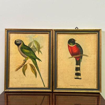 PAIR BIRD PRINTS | Antique style studies of birds - h. 17 x w. 12-3/4 in. (overall)