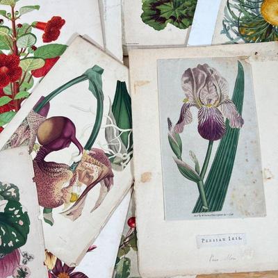 BOTANICAL WATERCOLORS & EPHEMERA |
Including original watercolor paintings by G. Marshall (c. the 1920s) and color engravings and prints...