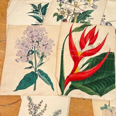 BOTANICAL WATERCOLORS & EPHEMERA |
Including original watercolor paintings by G. Marshall (c. the 1920s) and color engravings and prints...