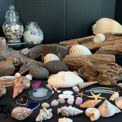 Petrified Wood, Driftwood, Florida Shells, And More https://ctbids.com/estate-sale/18117/item/1812127