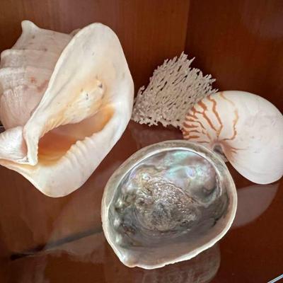 WST099- Beautiful Sea Shells Lot
