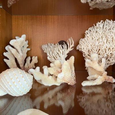 WST100- Beautiful Coral & Sea Shell Lot