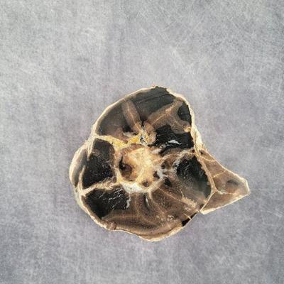 petrified wood