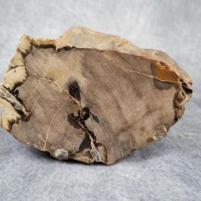 petrified wood