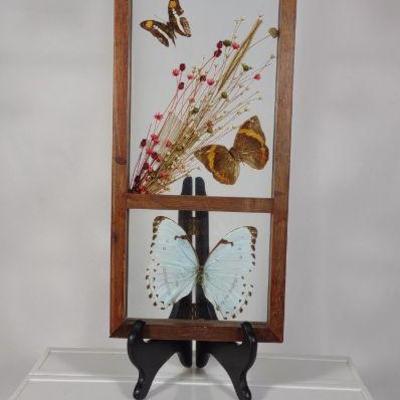 Two Butterfly Taxidermy in Display Cases