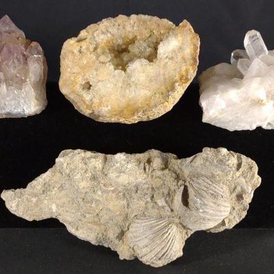 Brachiopod Fossil, Amethyst & Quartz