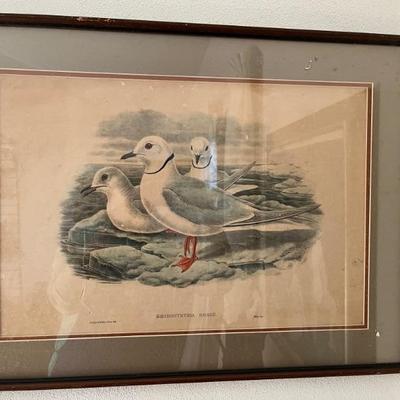 antique engravings of seabirds