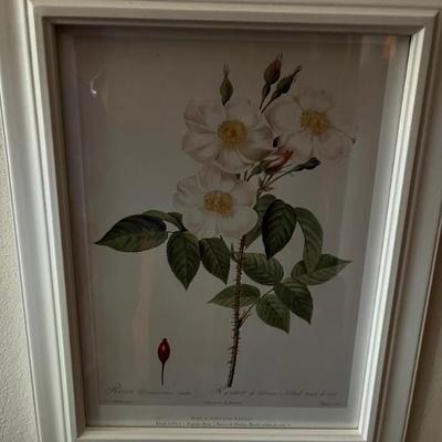 framed botanicals, yellow and white