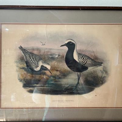 antique engravings of seabirds