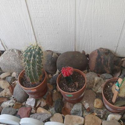 Cactus plants 