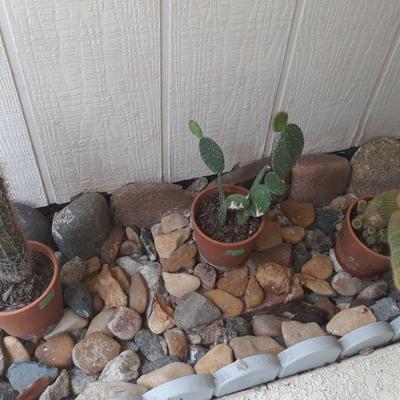 Cactus plants 