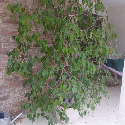 Live ficus tree