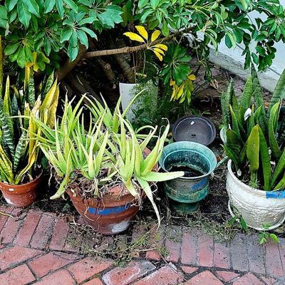 Potted Plants