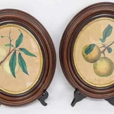 Two Vintage Hand-Colored Framed Fruit Illustrations
