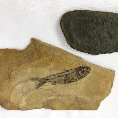 Two Fossils: Very Clear Fossilized Fish in Slate/Vague Oval Impression
