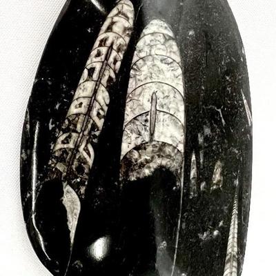 Orthoceras Fossils in Polished Black Stone
