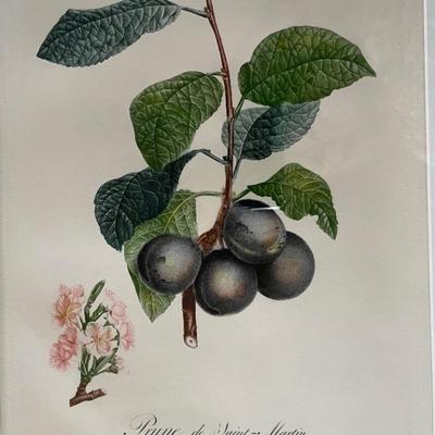 Various Botanicals of fruit~ flowers~ ferns
