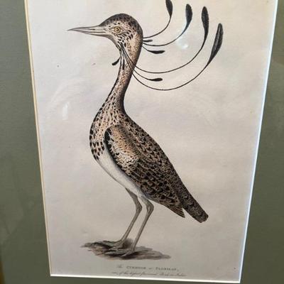 Various Avian  Lithos  ( & bird prints )