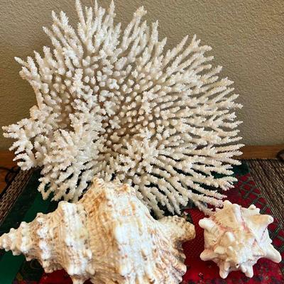 MKM202- Beautiful White Coral & Shells
