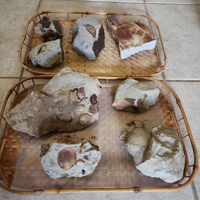 MKM257 - Lot of Eight Fossils 