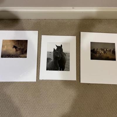 3 matted photographs of horses, signed, Cunningham, Pomerantz