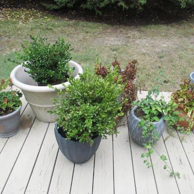 Plants and Planters 