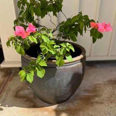 KDE174- Large Ceramic Garden Pot & Potted Bougainvillea Plant