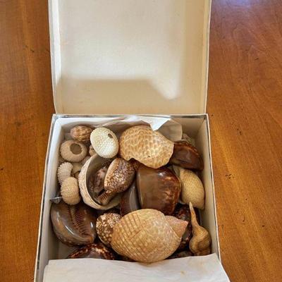 KDE020- Shells In A Box