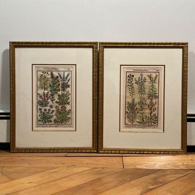 (2pc) PAIR GARDEN PLEASANT FLOWERS PRINTS  |  Botanical plates from a book, overall 17 x 21 in - w. 7 x h. 12 in. (sight)