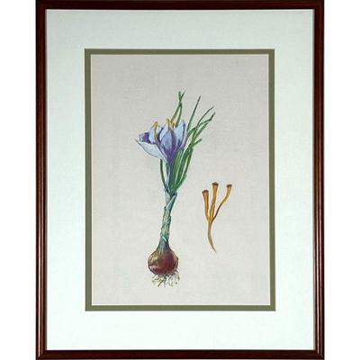 PASTEL BOTANICAL DRAWING  |  
Pastel and graphite on paper, showing a flowering onion or garlic bulb, apparently unsigned - w. 15.25 x h....