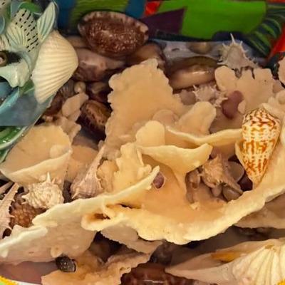 Natural coral and seashells galore!!