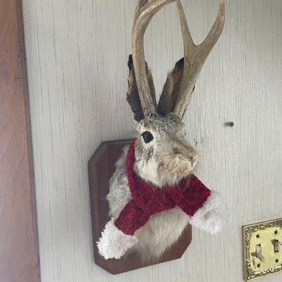 jackalope