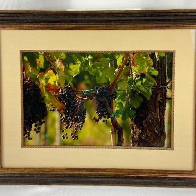 Framed and Matted Print of Vineyard Grapes on the Vine

