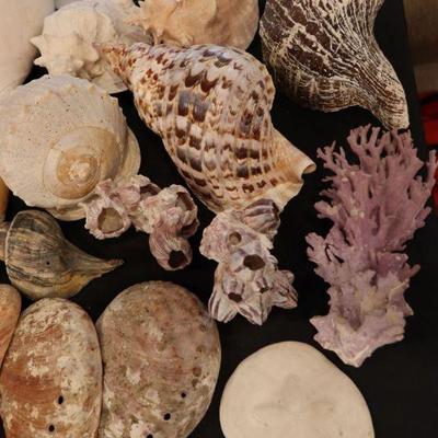 Large seashells, coral, abalone, conch