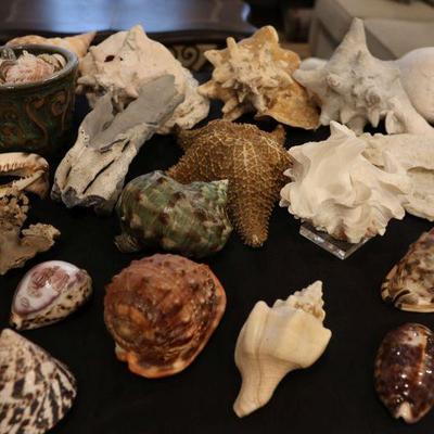 Large seashells
