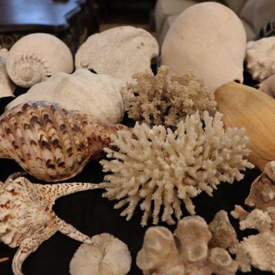 Large seashells, coral, barnacles, conch
