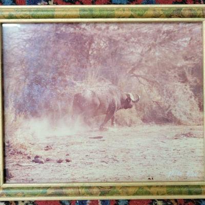Framed photo - water buffalo 11 x 9