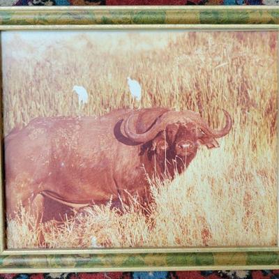 Framed photo - water buffalo & birds 11 x 9