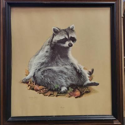 Charles Frace signed raccoon print 26 x 24.  No glass in frame