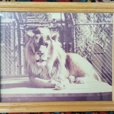 Framed photo - Kemo the lion 11 x 9