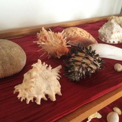 Spines sea shells
