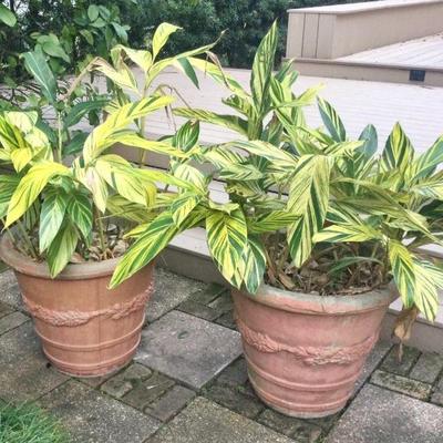 Concrete pots with variegated ginger