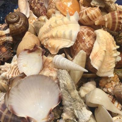 Sea shells from years of scuba diving